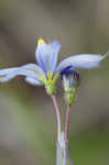 Nash's blue-eyed grass